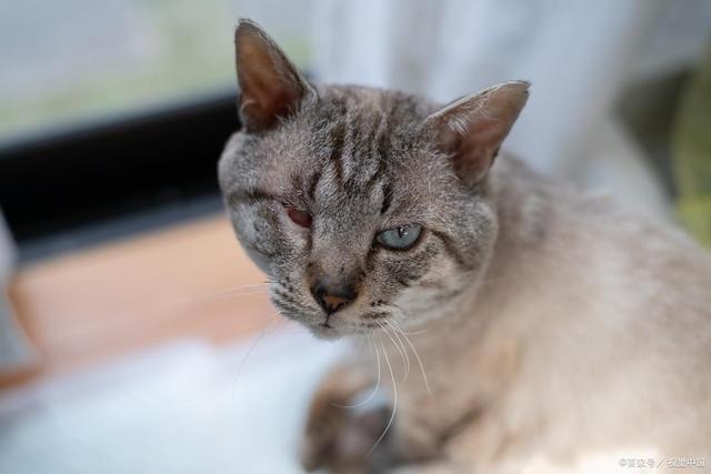 八宝粥吗？是甜蜜陷阱还是营养补给？pg电子模拟器免费试玩x猫咪可以吃(图1)