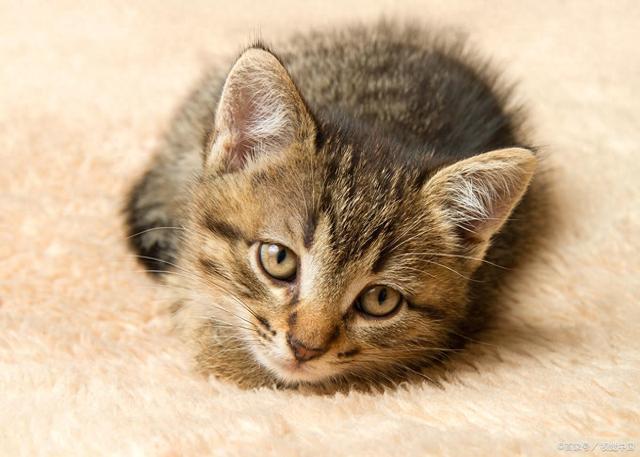 八宝粥吗？是甜蜜陷阱还是营养补给？pg电子模拟器免费试玩x猫咪可以吃(图5)